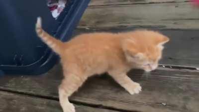 Gatinhos brincando ao som de DOOM