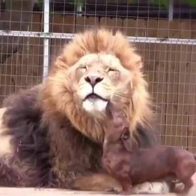 King of the jungle enjoying a hot dog