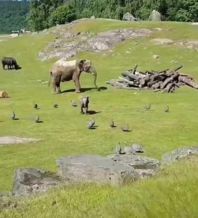 Baby Elephant Chasing Birds