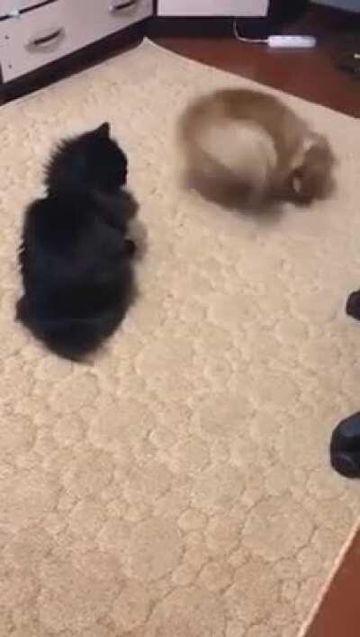 The dog: “A friend to play, a friend to play” 🤪. The cat: 