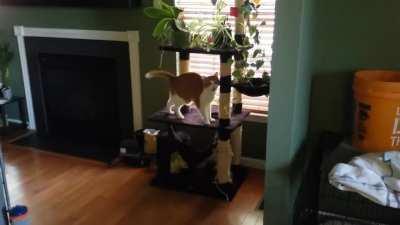 Valentino yells because he's hungry, not hungry but just wants to eat, recently ate, recently pooped, or just because he wants to