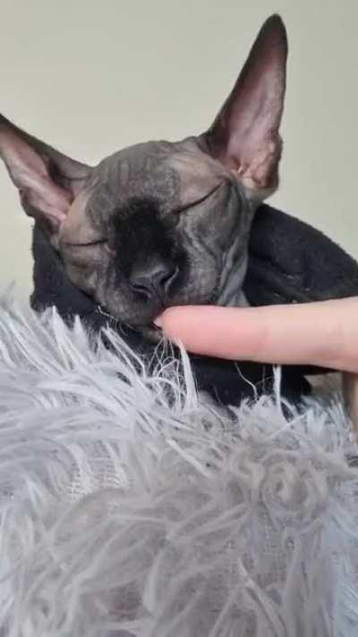 She sometimes sleeps with her tongue out,I couldn't resist this time :D