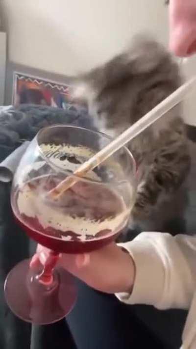 Wait a meow-ment, what's going on?