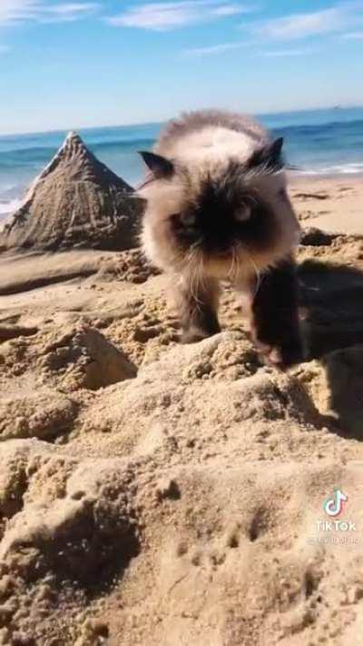 Misty e Galadriel na grade caixa de areia