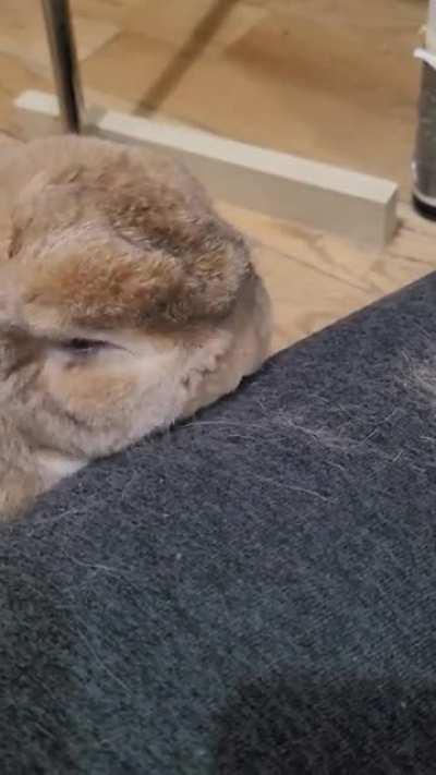 She groomed me for the first time ever!!!!! I've had her for 2 years