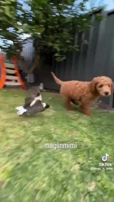 Doggy wants to stick