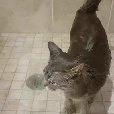 Cat loves showers