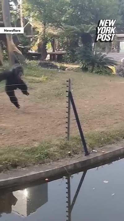 When I see a human pollute the jungle