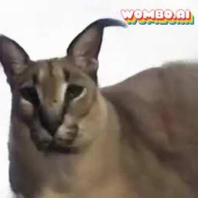 Floppa’s music career