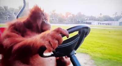 Looks like it's back to work at Wendy's.