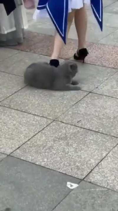 When two cat meet each other