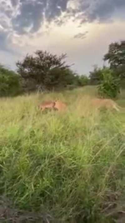 A Lion strengthening the anal muscles of safari goers by catching an Impala