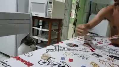 Cat getting bamboozled by a card trick