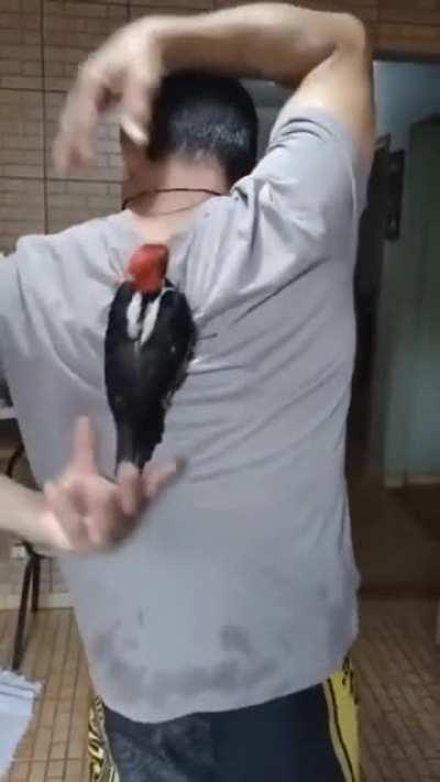 Playful woodpecker messing with its keeper