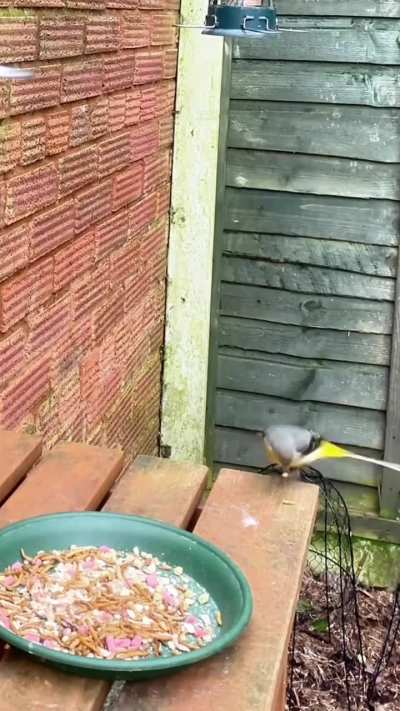 Grey wagtail in my Garden UK