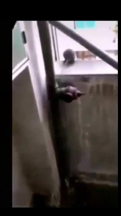 Press the Upvote button to Pay Respect