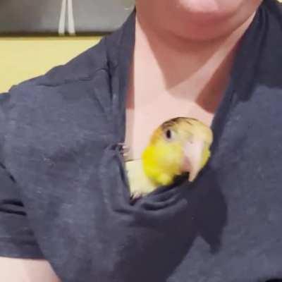 The party’s in my shirt