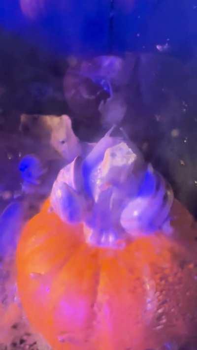 What if we kissed on the pumpkin stem?