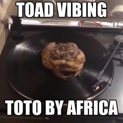 toto by africa