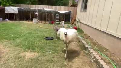 Kevin gets bonked lmao (The Urban Rescue Ranch)