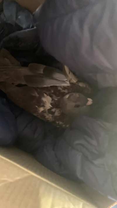 Injured pigeon