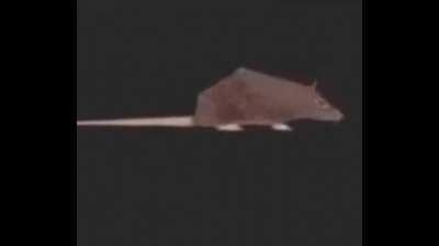 rat