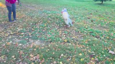 This might belong here; Iris, a 16 y/o husky mix. This was the fifth zoomie of this walk.