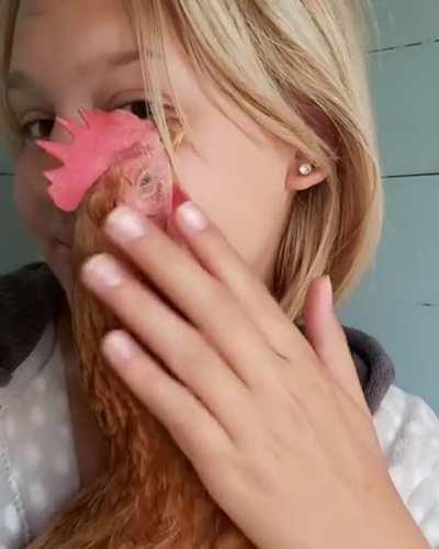 Happy pet chicken being cuddled