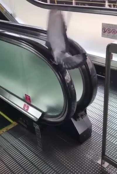 Had to reboot navigation systems after a slight miscalculation.