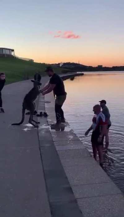 A few cyclists stop to help a Kangaroo that got stuck in a lake in Canberra, Australia’s capital city