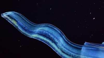 Venus girdle (Cestum veneris), a ribbon-shaped bioluminescent species of comb jelly which often coils into 