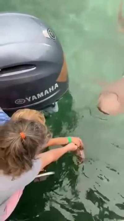 WCGW Hand feeding a shark with a small child