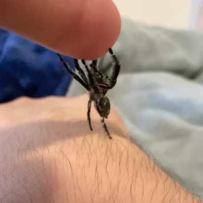 Spoink is a spiderbro that loves upsies.