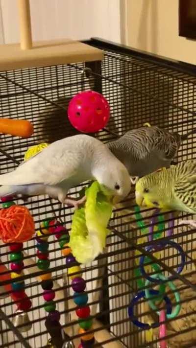 First time eating lettuce!