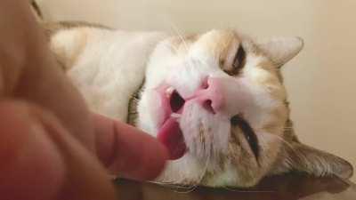 She sometimes requires manual activation of her Somnolent Blep Retraction Reflex 👅💤