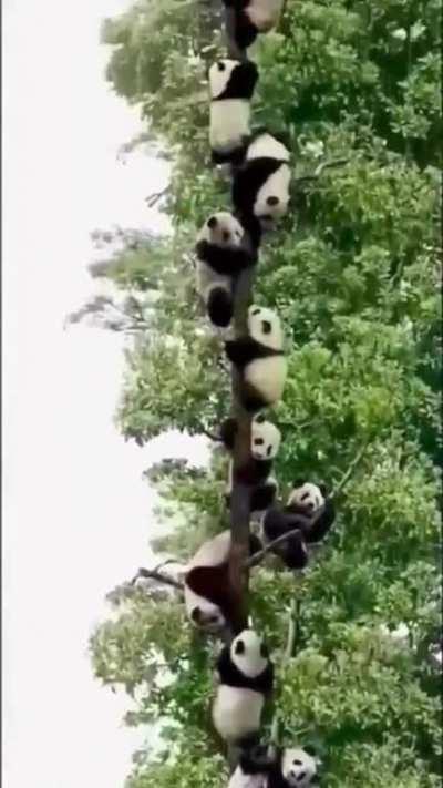 A tree that gives pandas