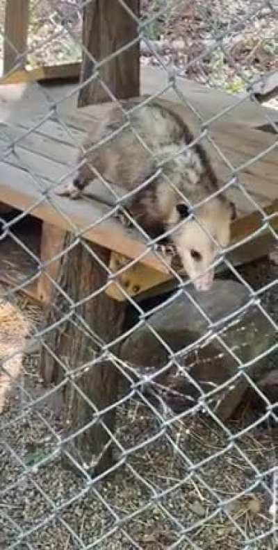 Went to Michigan’s largest rehabilitation center and saw these lil grabbies!