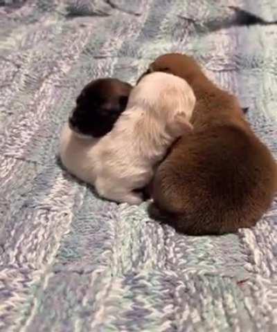 Infinity Puppy Pillow