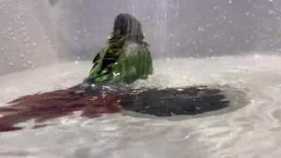 Everything but the chicken sink