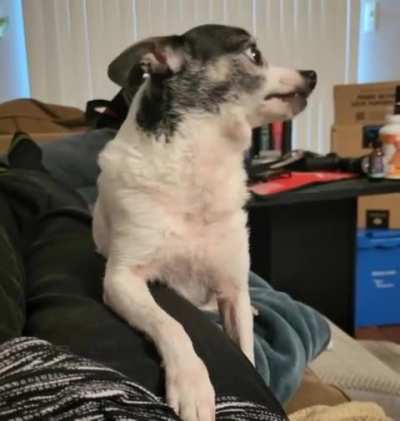 Belle asking for pets! 🐶The way she looked at me at the beginning...Dad says she looks serious. 