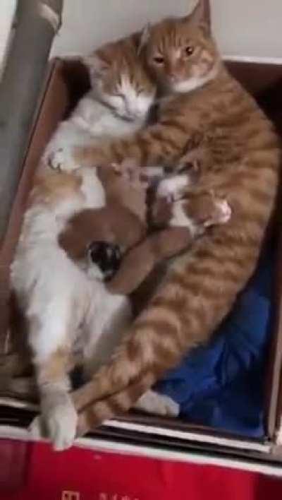 TIS GOOD FOR A FAMILY TO BE TOGETHER