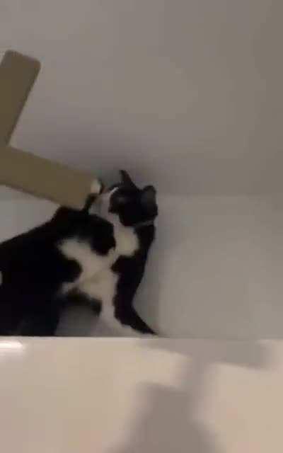 so cats are basically evil