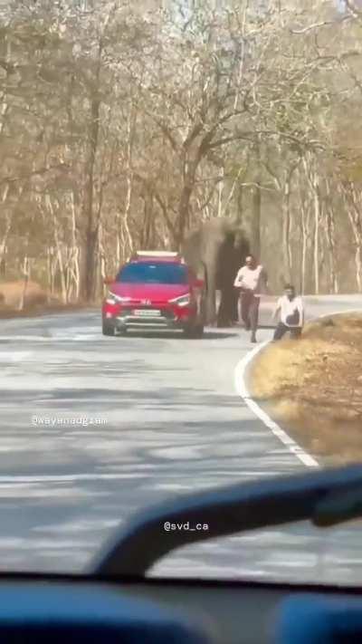 Elephant charges and chases a car and two people on the Bandipur-Wayanadu National Highway in Karnataka, India. 
