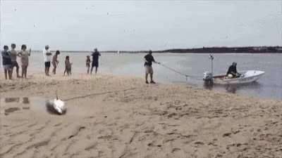 Not all sharks can be apex predators, Daryll.