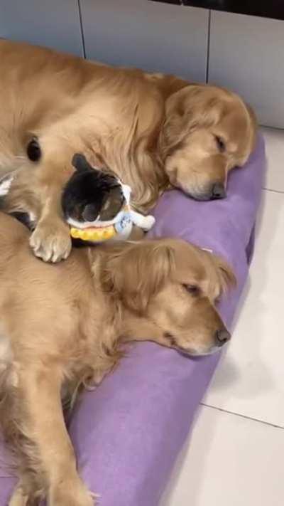 They sleep like this every night