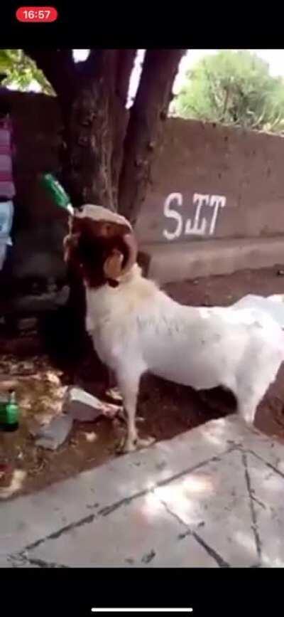This goat, partying like its 1999.
