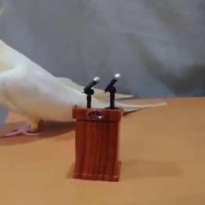 😳 vocês votariam nele?