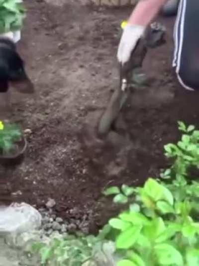 Doggo is cute, cuddly, n helpful