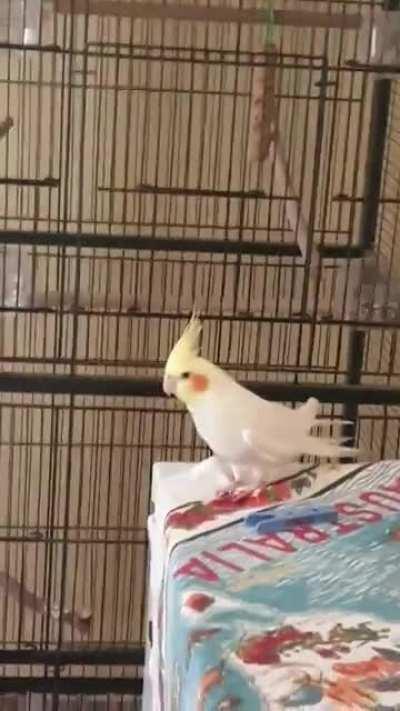 Escape artist caught in 4k