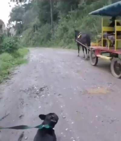 Horse breaks dog